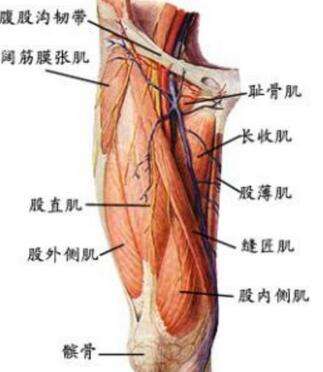 股四头肌.jpg